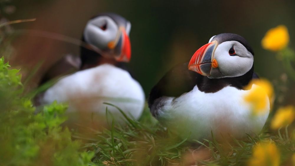 Puffins nesting in Iceland - All Things Iceland podcast