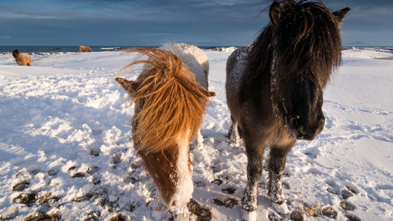 Iceland in February - horses