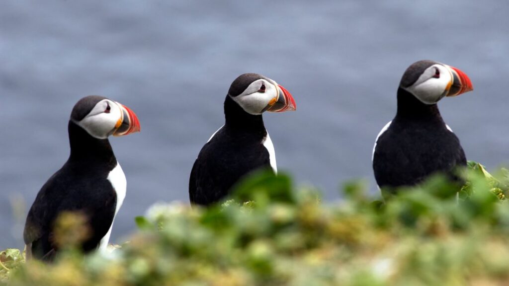 Puffins in Iceland - All Things Iceland