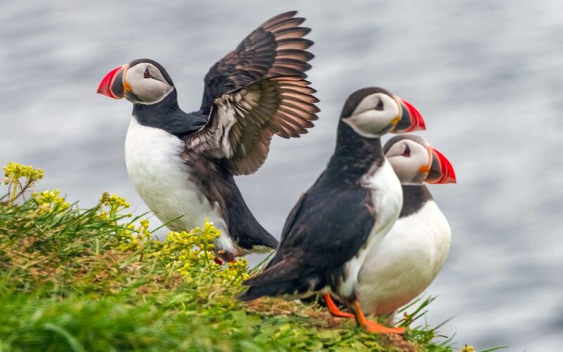 May in Iceland - Puffins start to arrive!
