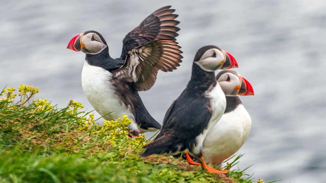 May in Iceland - Puffins start to arrive!