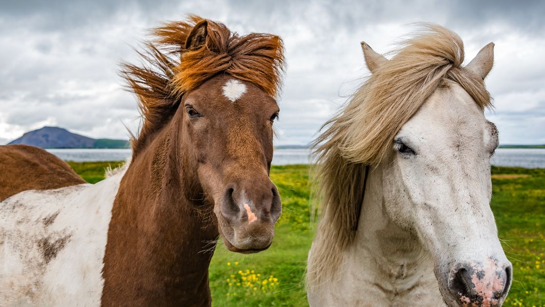 What to Expect: Iceland's Weather in May 2025 Weather of iceland in may