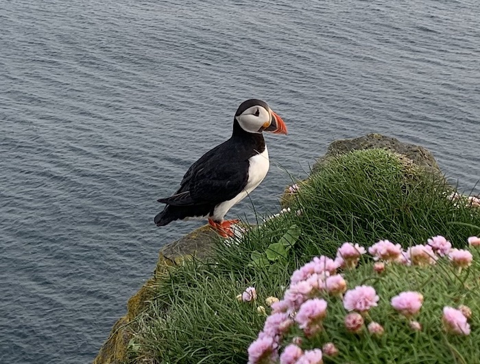puffin latrabjarg - july in Iceland
