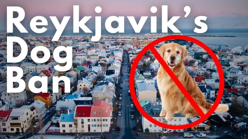 Dogs banned in Reykjavik - All Things Iceland