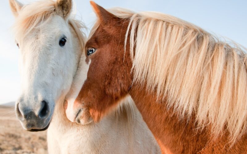 Icelandic horse - All Things Iceland