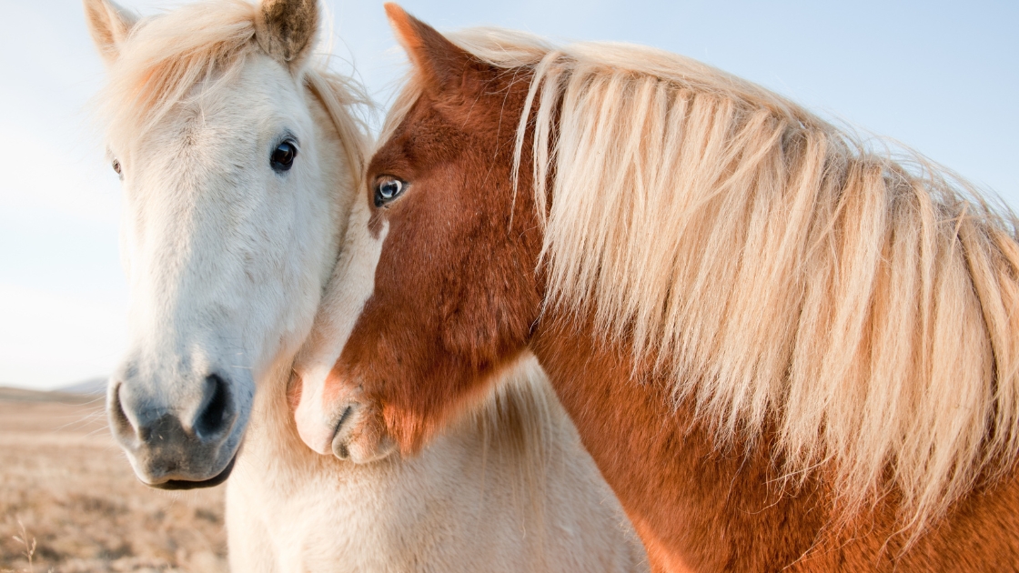 Icelandic horse - All Things Iceland