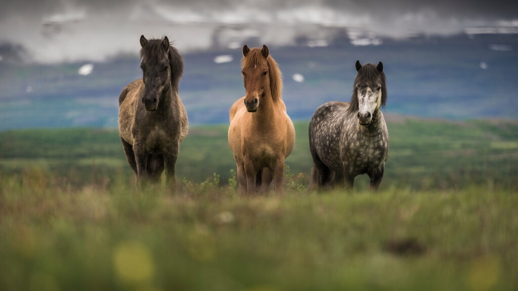 Icelandic Horse